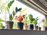 5月は観葉植物はじめどき！