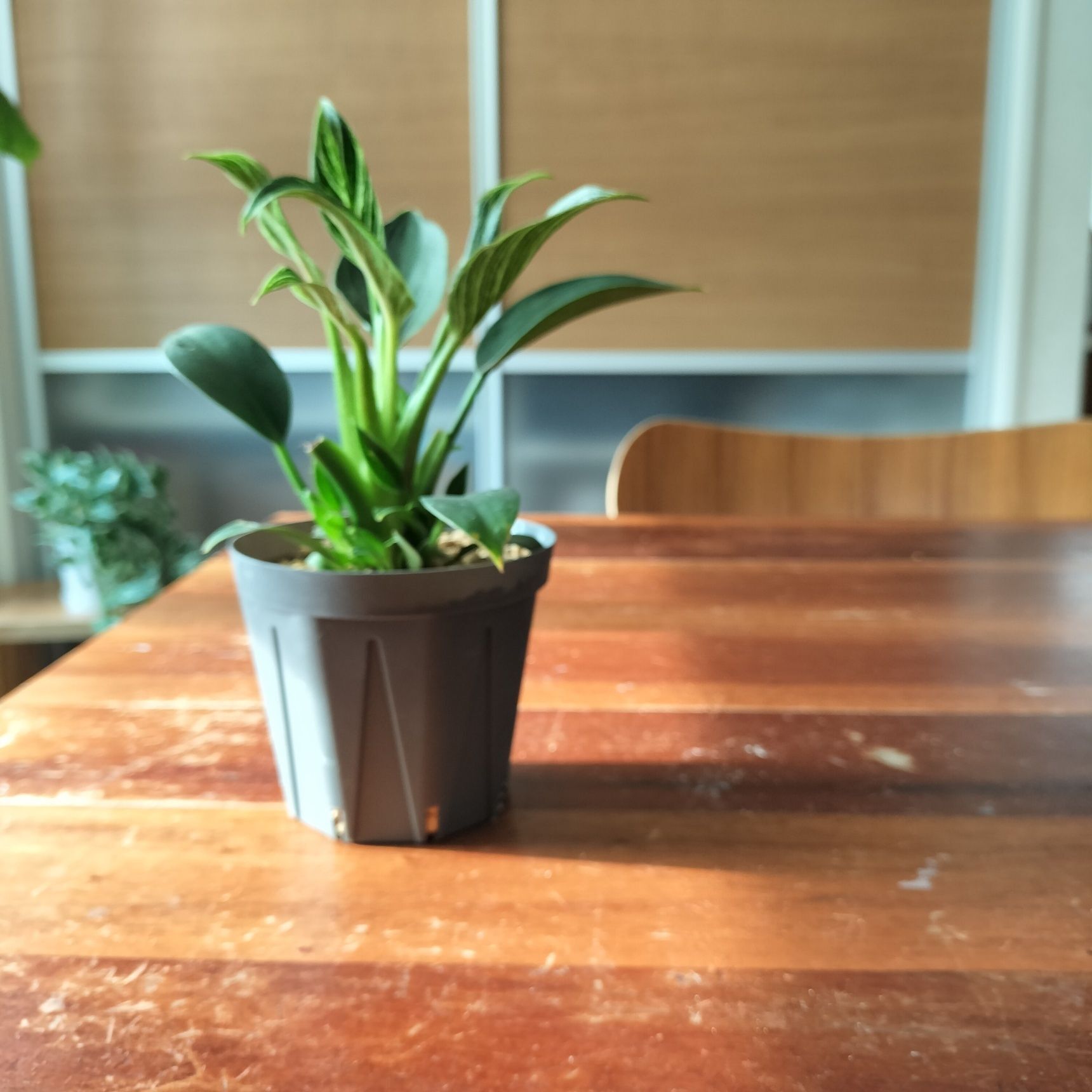 観葉植物いいところ。