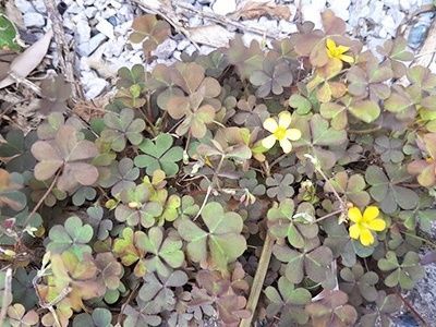8. 身近な可愛いハートの葉っぱ！「カタバミ」（酢漿草）