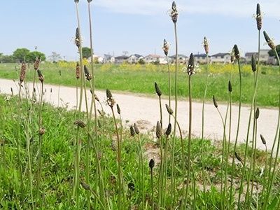 4. アスファルトの隙間にも！たくましい「ヘラオオバコ」（箆大葉子）