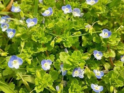 2. 小さな青い宝石！「オオイヌノフグリ」（大犬の陰嚢）
