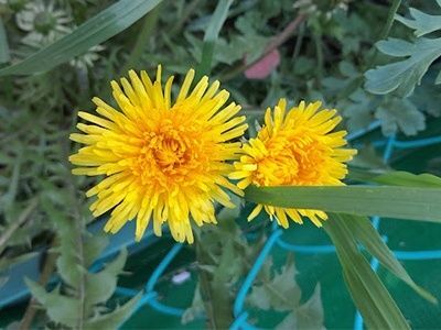 1. どこにでも咲く元気印！「セイヨウタンポポ」（西洋蒲公英）