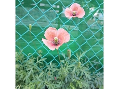 10. 鮮やかな赤色が目を引く「ナガミヒナゲシ」（長実雛罌粟）