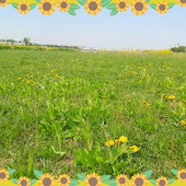【多摩川の土手は宝の山！】春の野草散歩で見つけた可愛い植物たち【写真多数・遊び方＆雑学満載】