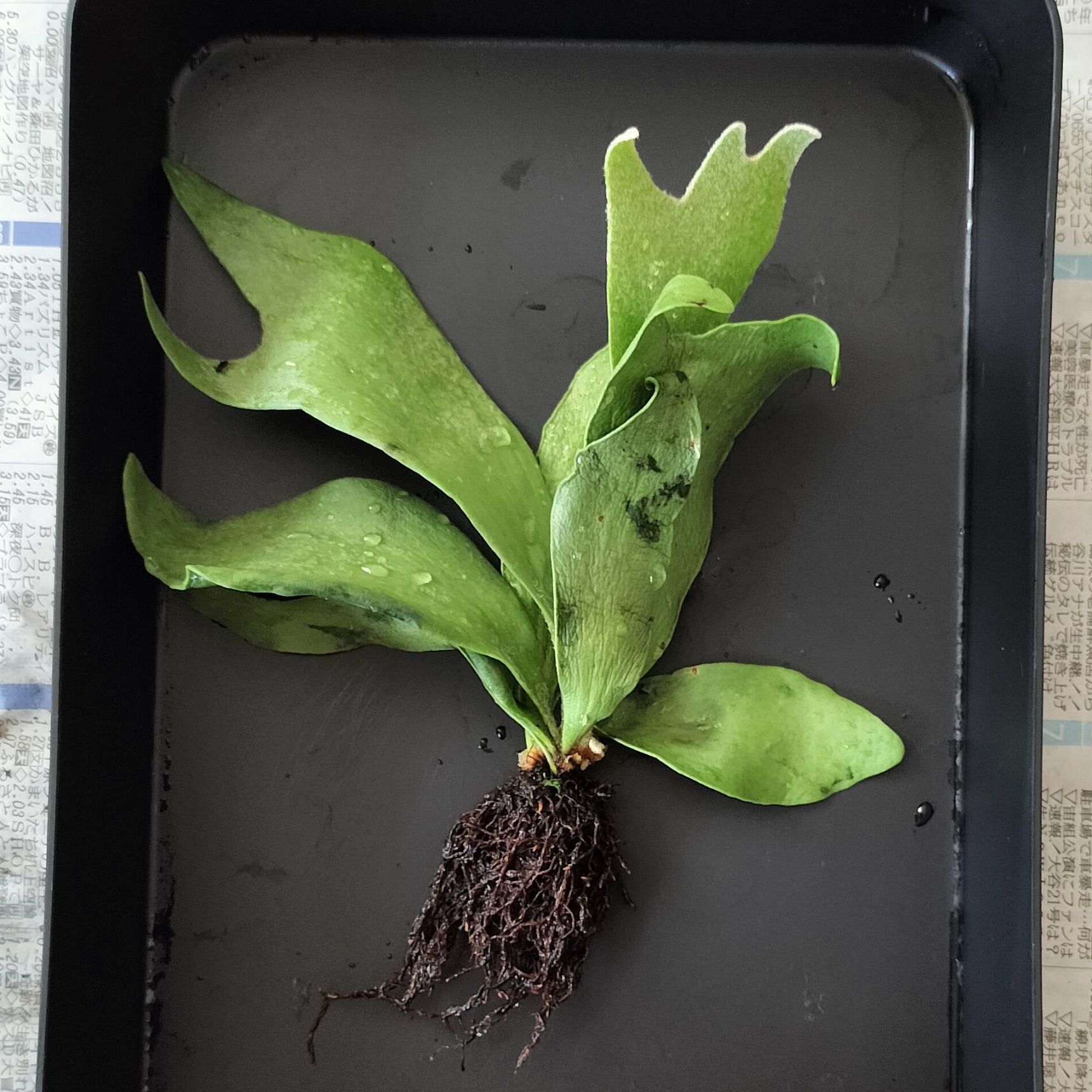 5月おすすめポイント①植え替え適期
