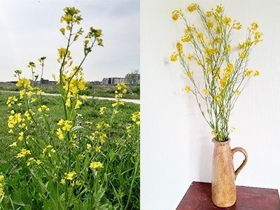 12. 春を告げる黄色い絨毯！「ナノハナ/セイヨウアブラナ」（菜の花）