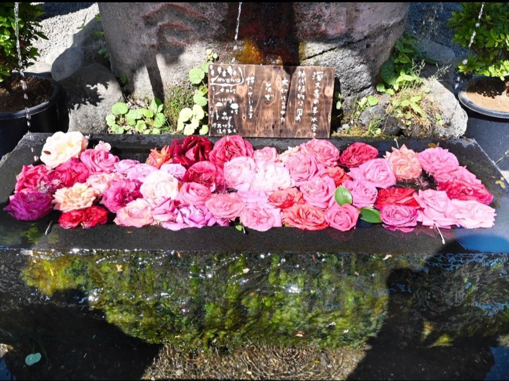 深大寺の花手水がバラでした