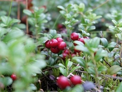 2. クランベリーの種類と特徴