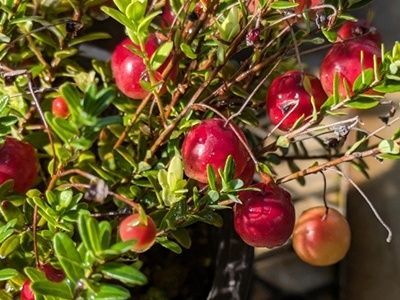 1. クランベリーの育て方（剪定と管理）
