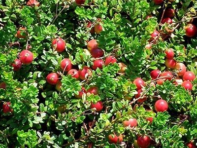 4. クランベリーの花を楽しむポイントと開花期間
