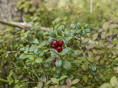 3.クランベリーの害虫と病気対策