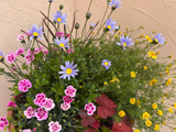 見切り品の花の苗もまだまだ見ごたえあり！