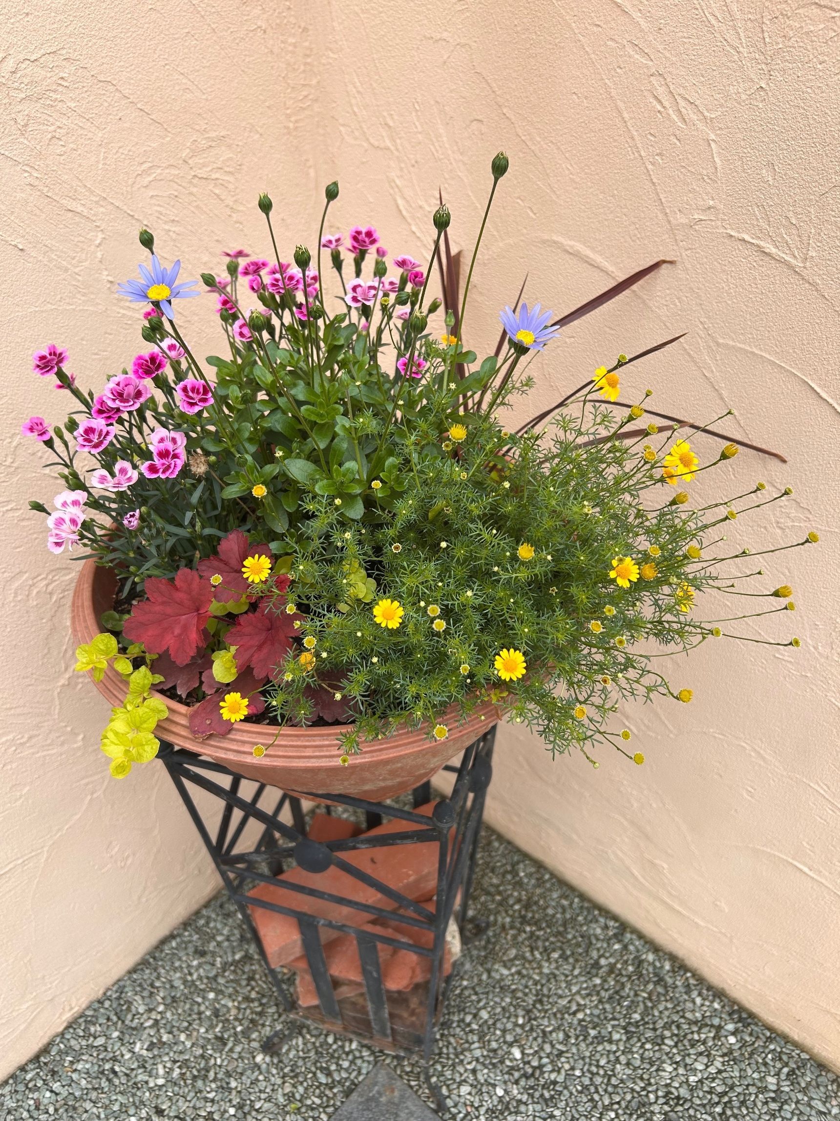 三週間もすると花盛り