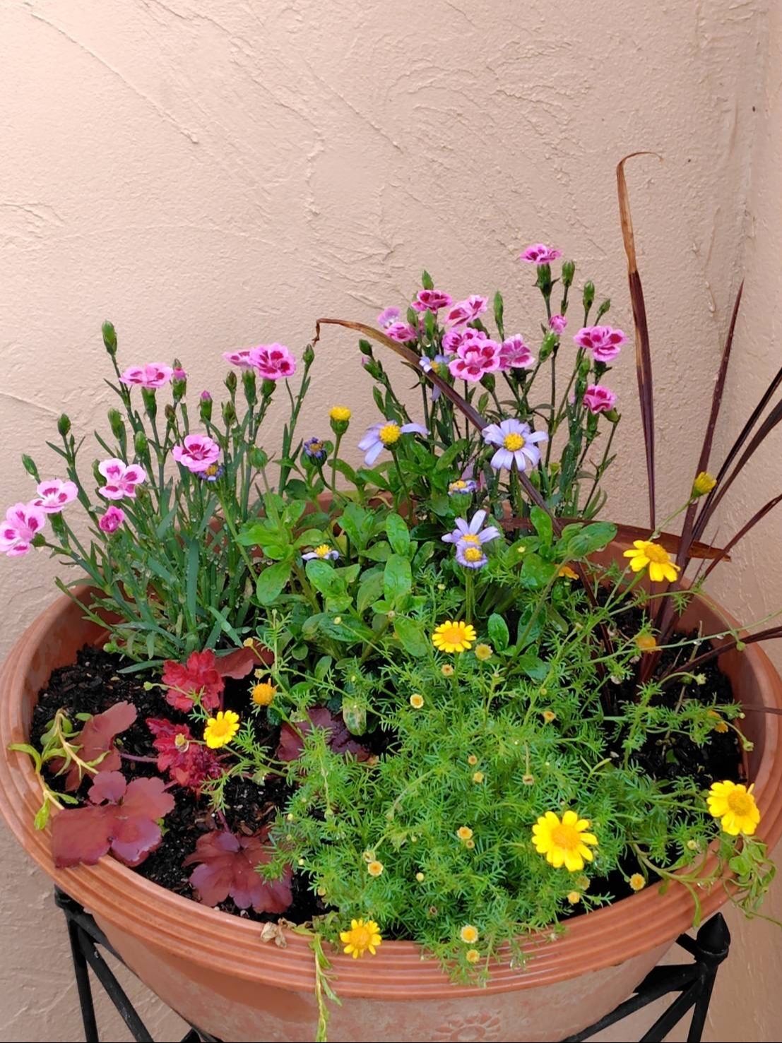 植え付けたばかりの頃
