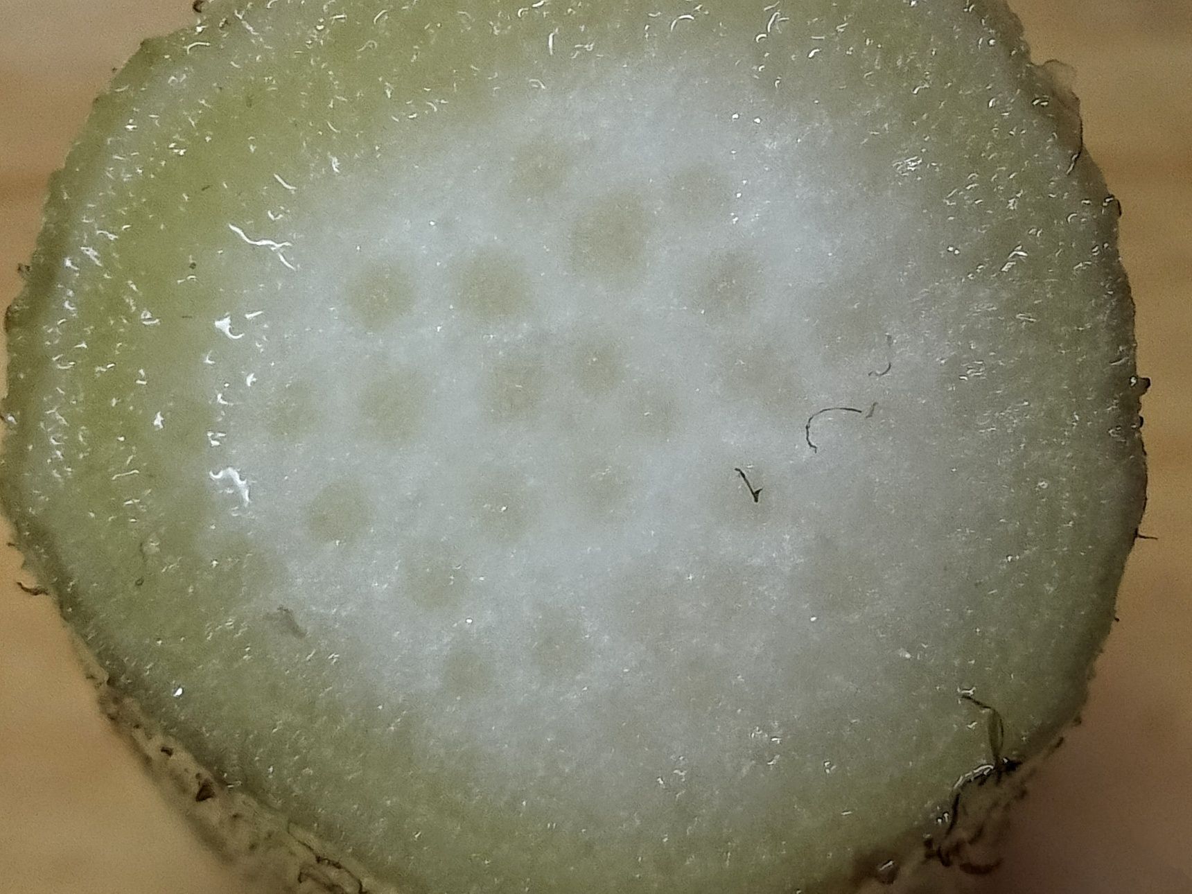 この野菜ご存知ですか？独特の味と良い香りが特徴！焼く、天ぷら、酢味噌和え、きんぴら、サラダ！
