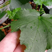 オクラを初めて植えてみた！なんじゃこれ～！葉っぱの裏の秘密に驚きまくる！ミニキュウリの花、開花！