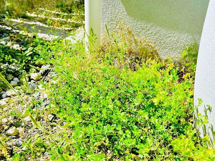 草むしりは「梅雨前」にやるのが正解!?極力ラクに雑草を駆除する方法。今こそチャンスのタイミングですよ♪