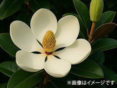 6. リトルジェムのQ＆A