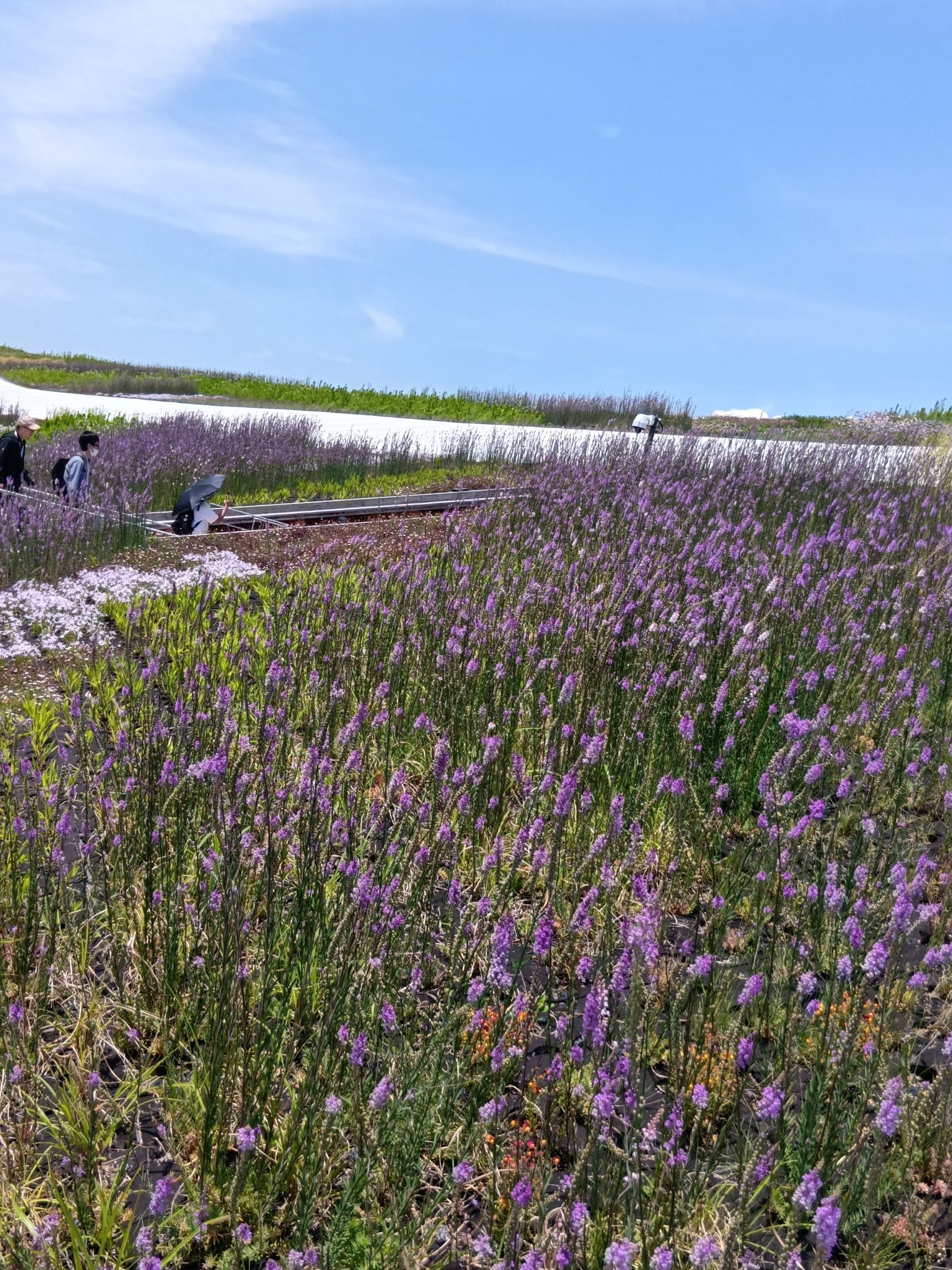 大屋根リングを登ると、沢山の植物にも出会えましたよっ！