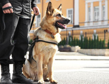 警察犬はいるのに"警察猫"がほとんどいないのはどうして？→理由に「やっぱりね！」と納得