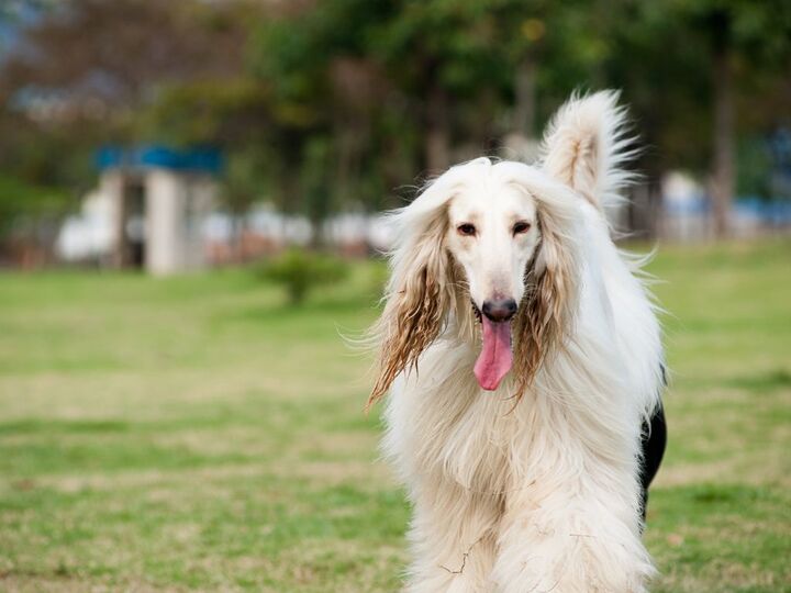 最高時速はなんと72km!足が速い犬種ランキング。3位はスルーギ、2位はサルーキ、1位は?