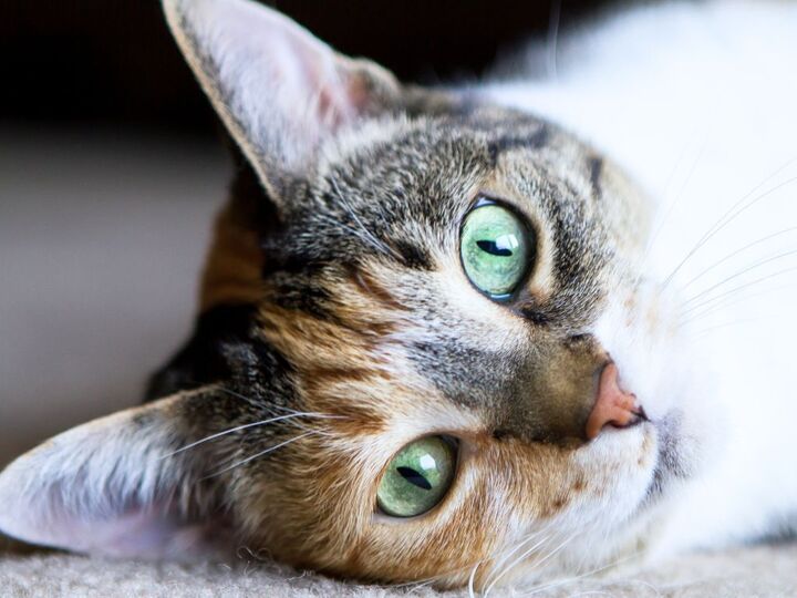 暗闇で猫の目が「キラリ」と光るのはなぜ?実は超効率的な"理由"があるんです【意外と知らない猫雑学】