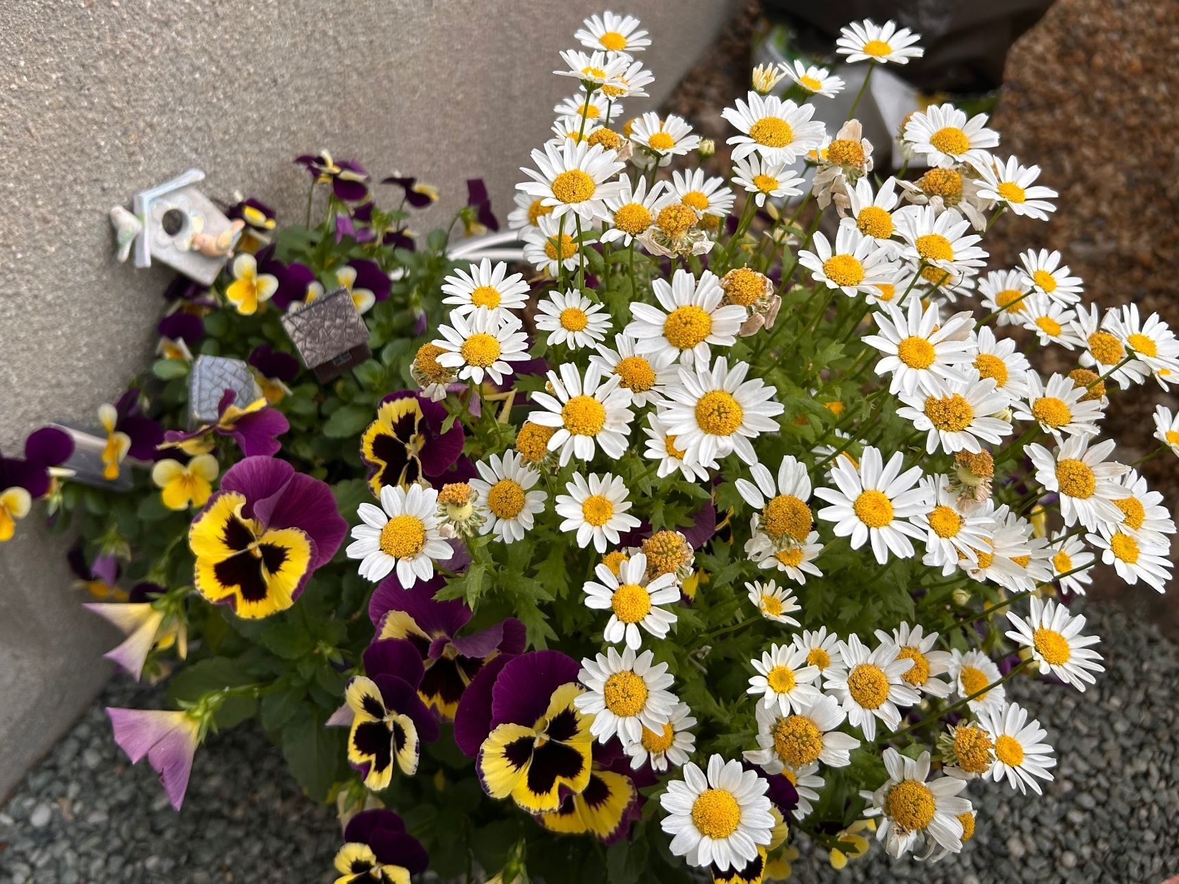 一週間後の花