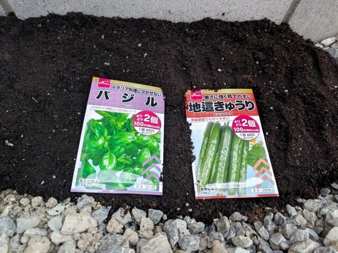 バジル・地這きゅうりの種を植えました。