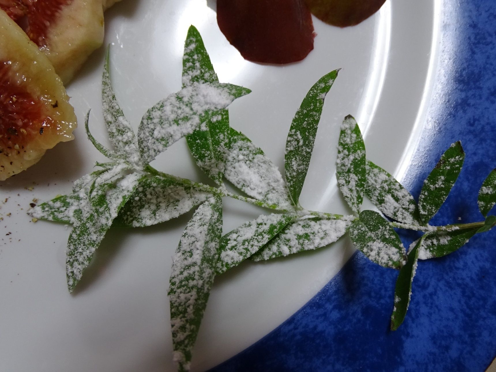 自家菜園のベルベーヌ