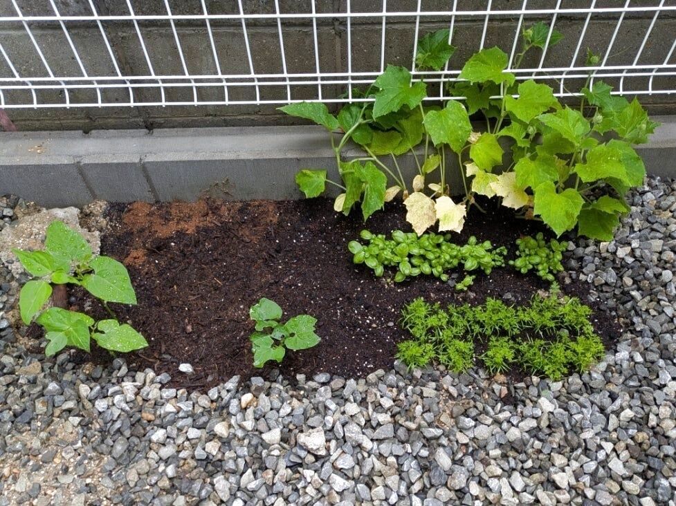 そして4種類とも芽が出ましたよ！！