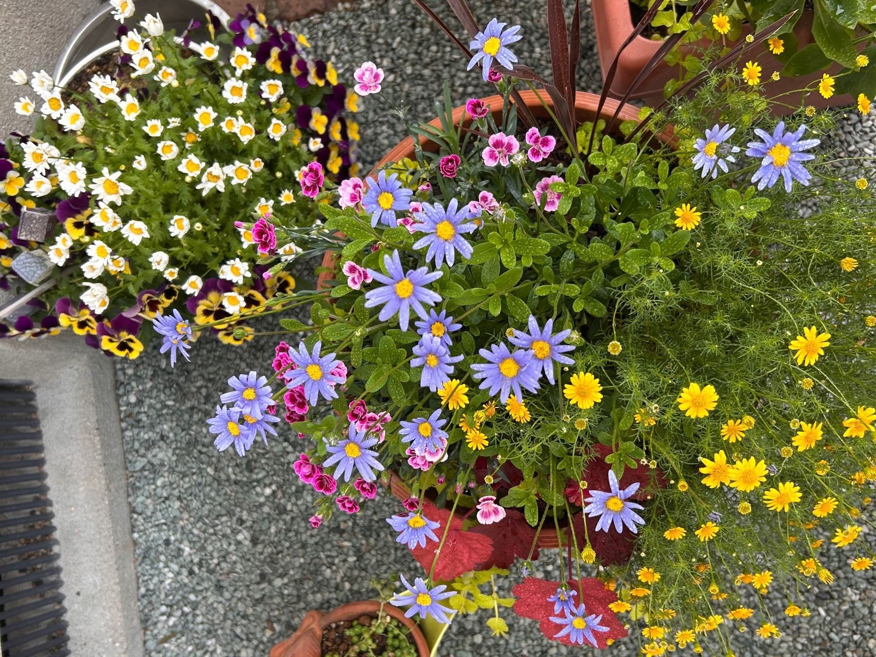 【庭仕事】夏が来た！1週間の外出！果たして寄せ植えはどうなるのか！？