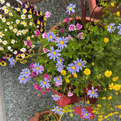 【庭仕事】夏が来た！1週間の外出！果たして寄せ植えはどうなるのか！？