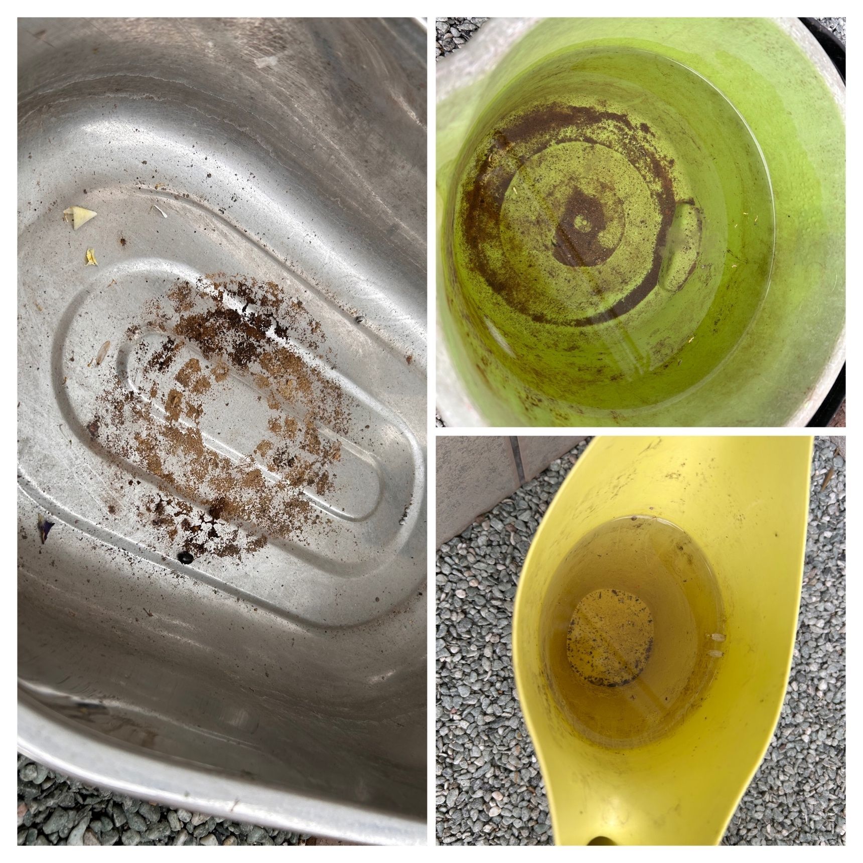 一週間後の水の様子