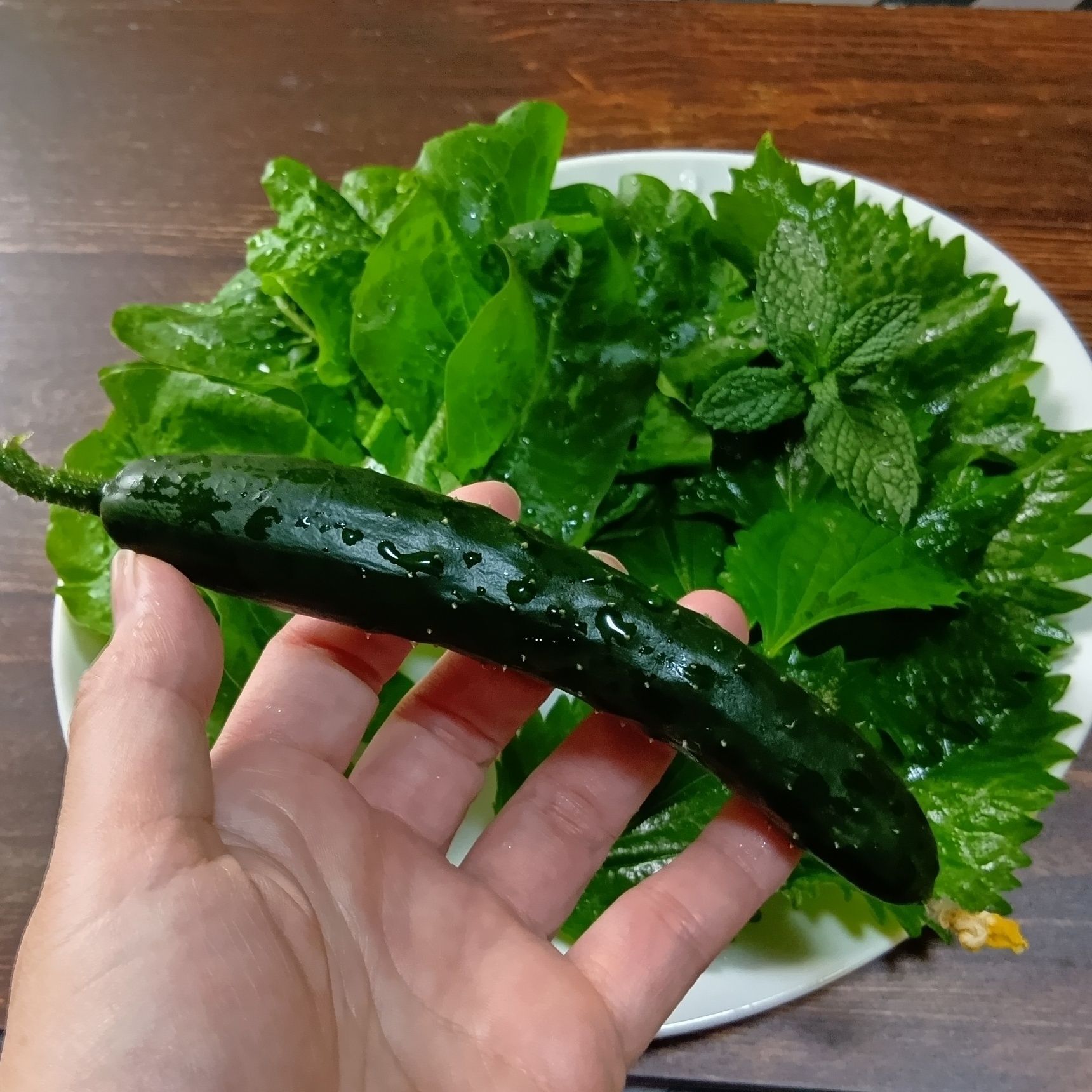 収穫したよ～！全長14cm！