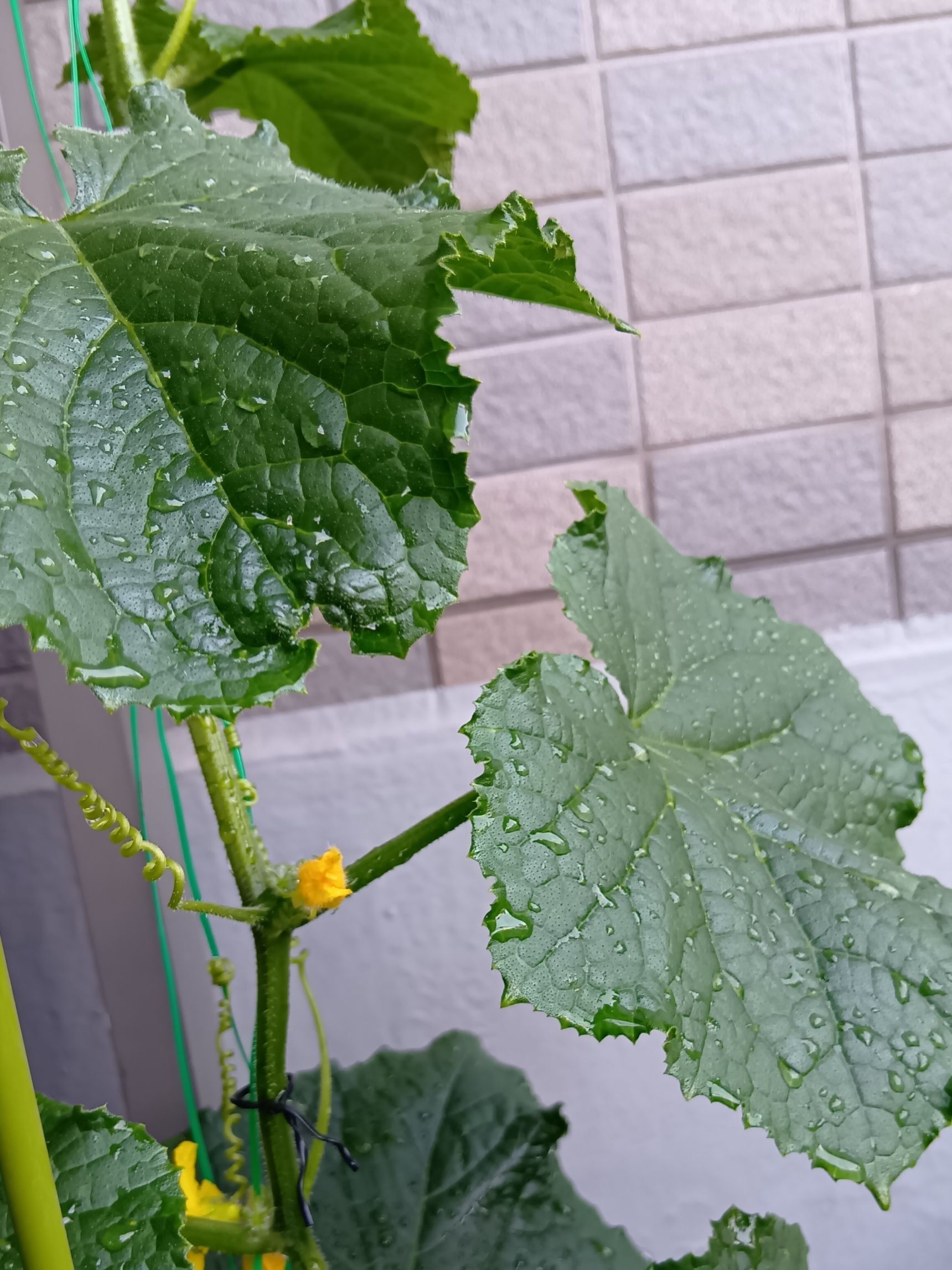ミニキュウリの葉や茎ってどんな感じ？