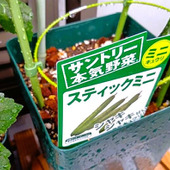 小さな鉢でミニキュウリ栽培！えっ！！っと思った、育てて分かった驚きの真実！