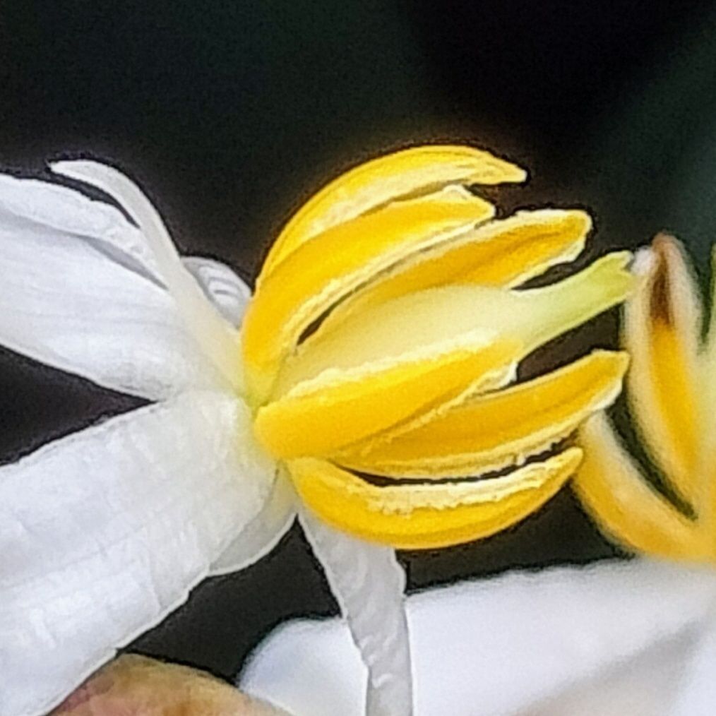 初夏（6月）開花！この小花、ご存知ですか？縁起の良い木で、冬時期に赤い実をつけて注目される！