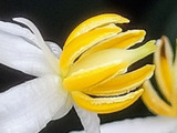 初夏（6月）開花！この小花、ご存知ですか？縁起の良い木で、冬時期に赤い実をつけて注目される！