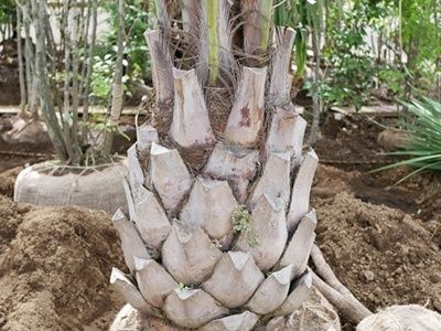 3. ココスヤシの害虫と病気対策