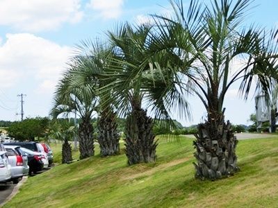 2.ココスヤシの種類と特徴