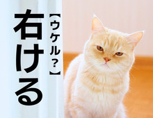 【右ける】なんて読む？「ウケル」…ではありません。ちなみに「左ける」も同じ読み方をしますよ！【難読漢字クイズ】