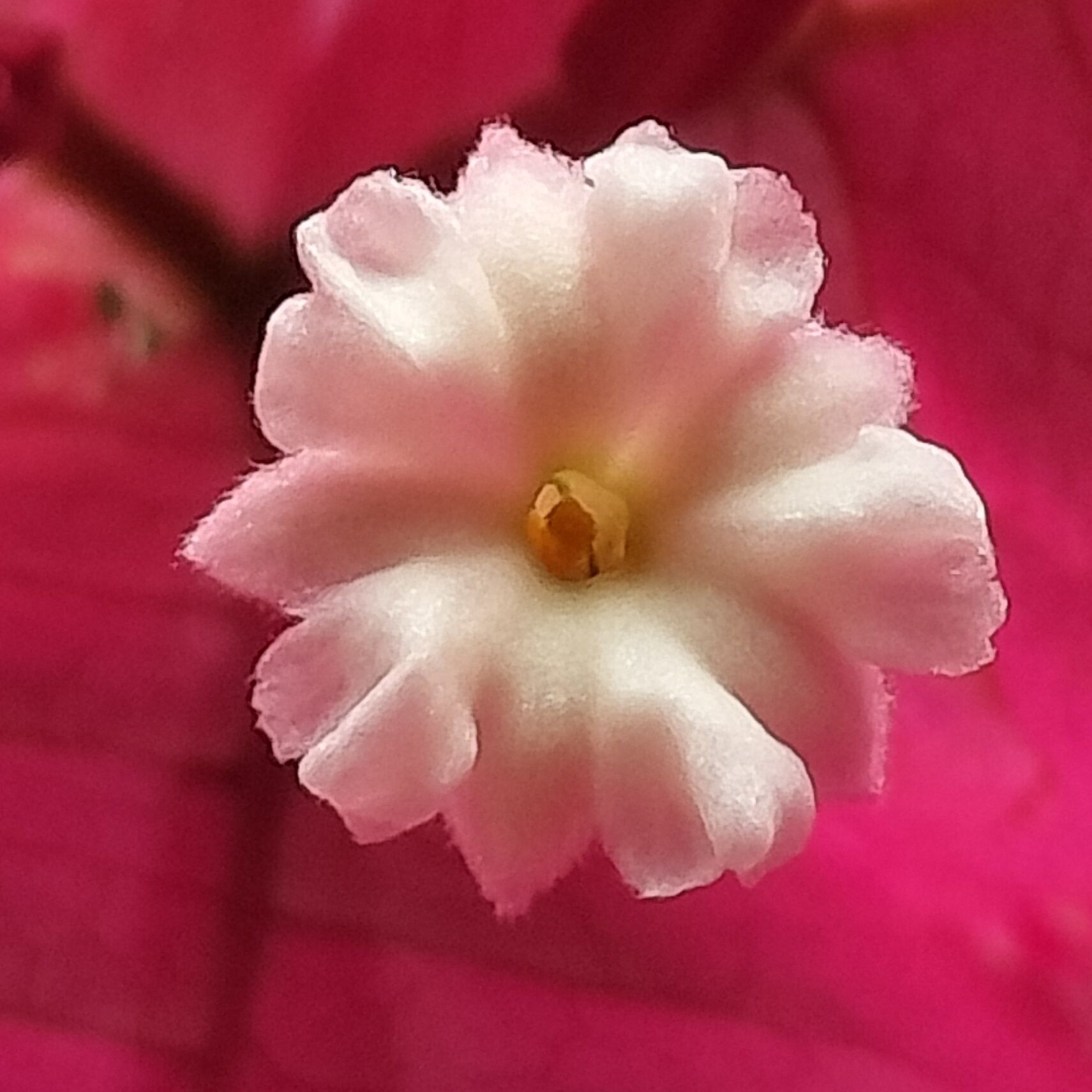 この小花、ご存知ですか？3枚の美しいピンクの葉に包まれた蕾が咲いた！直径5mm程の美しい小花！