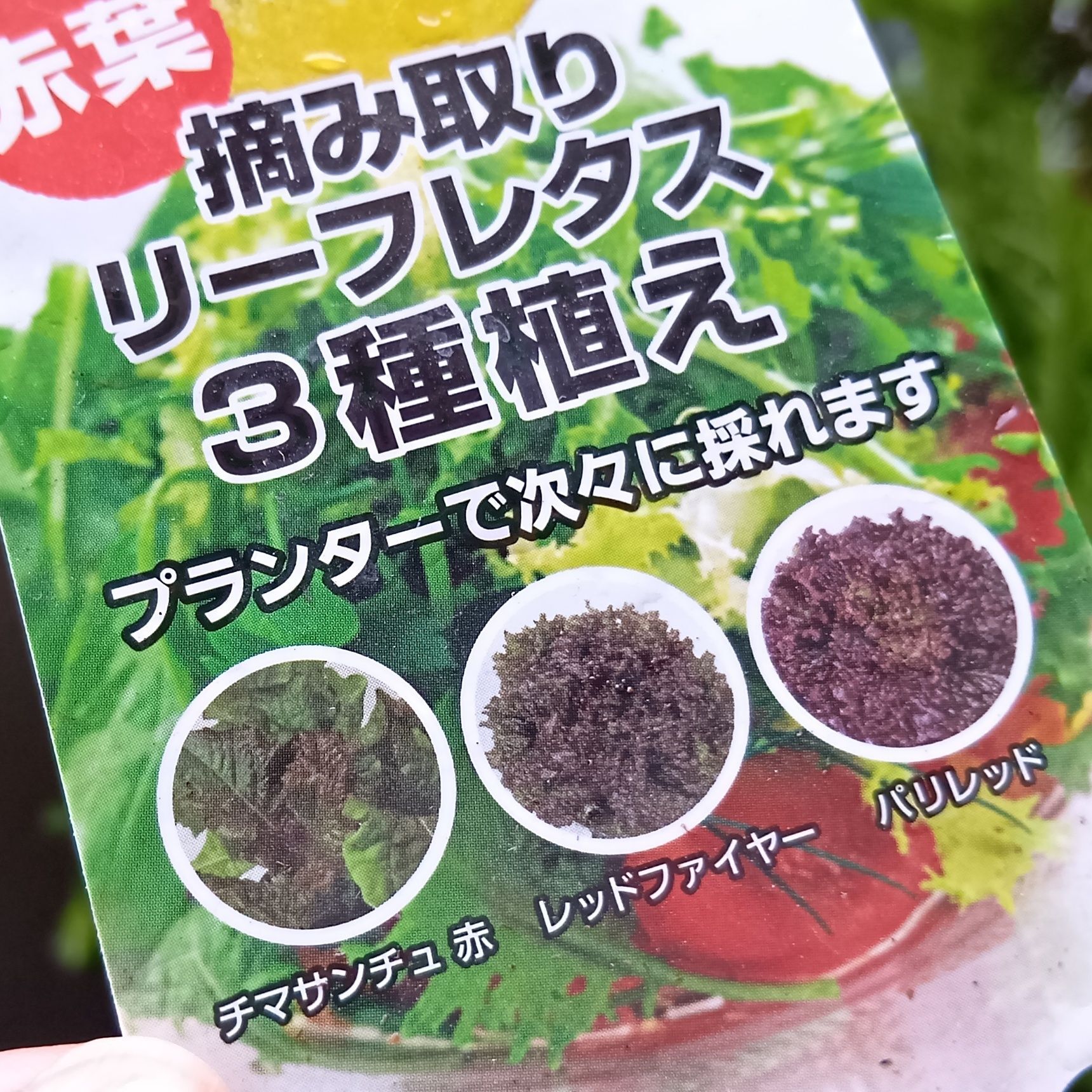 今回は、4月にチマサンチュ（赤）を栽培！