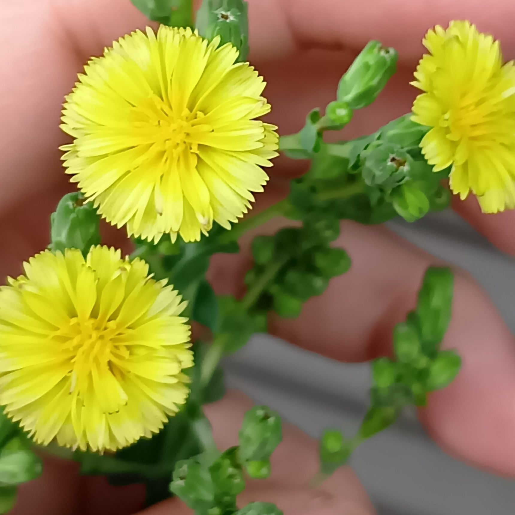 サンチュの花言葉は、「陽気なこころ、明るい未来」などのよう。