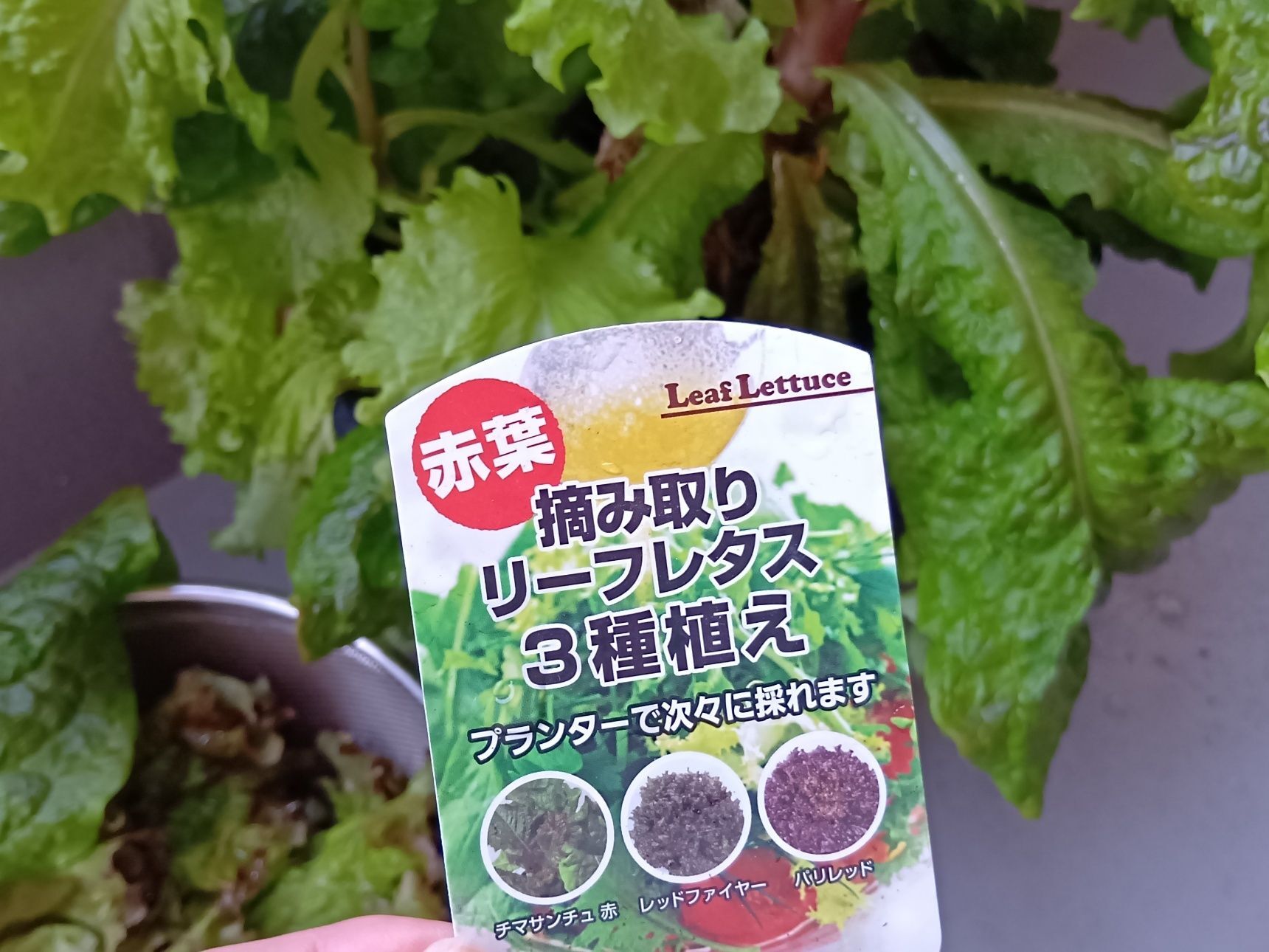 サンチュのここが推しポイント！