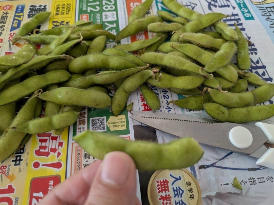 枝豆の両端をカット！