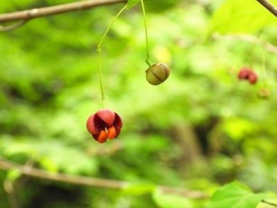 １.ツリバナの育て方（剪定と管理）