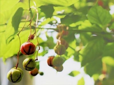 4. ツリバナの花を楽しむポイントと開花期間