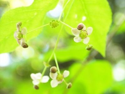 2.ツリバナの種類と特徴