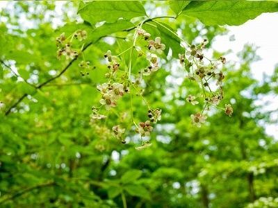 6. ツリバナのQ＆A